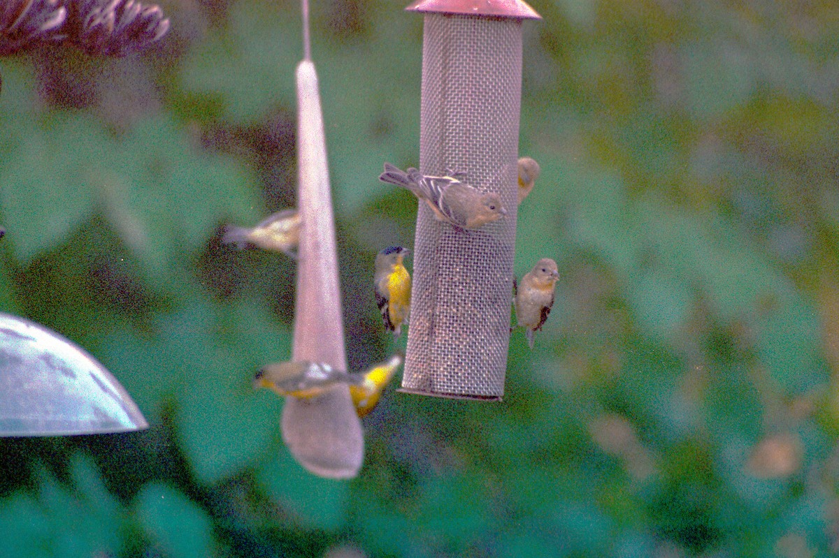 Lesser Goldfinch - ML648467273