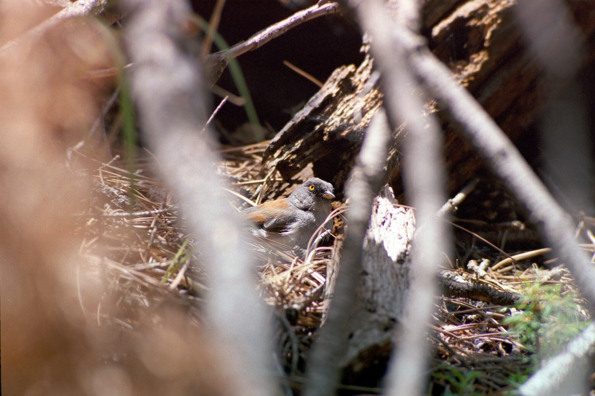 Yellow-eyed Junco - ML648467278