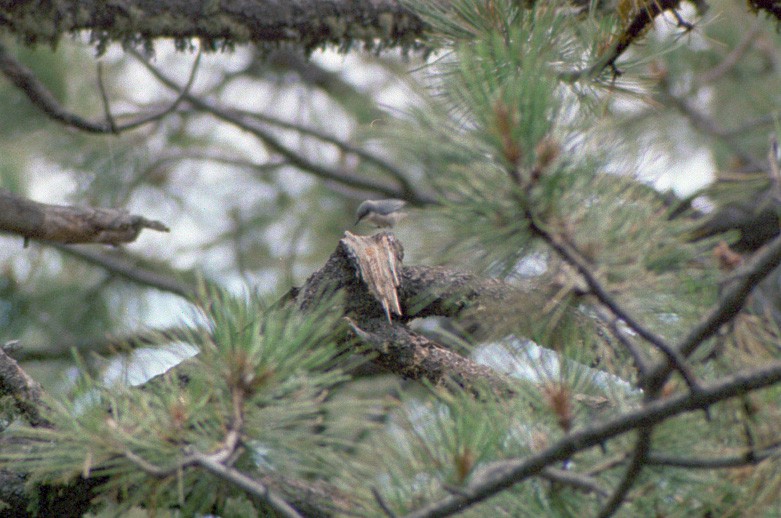 Pygmy Nuthatch - ML648467379