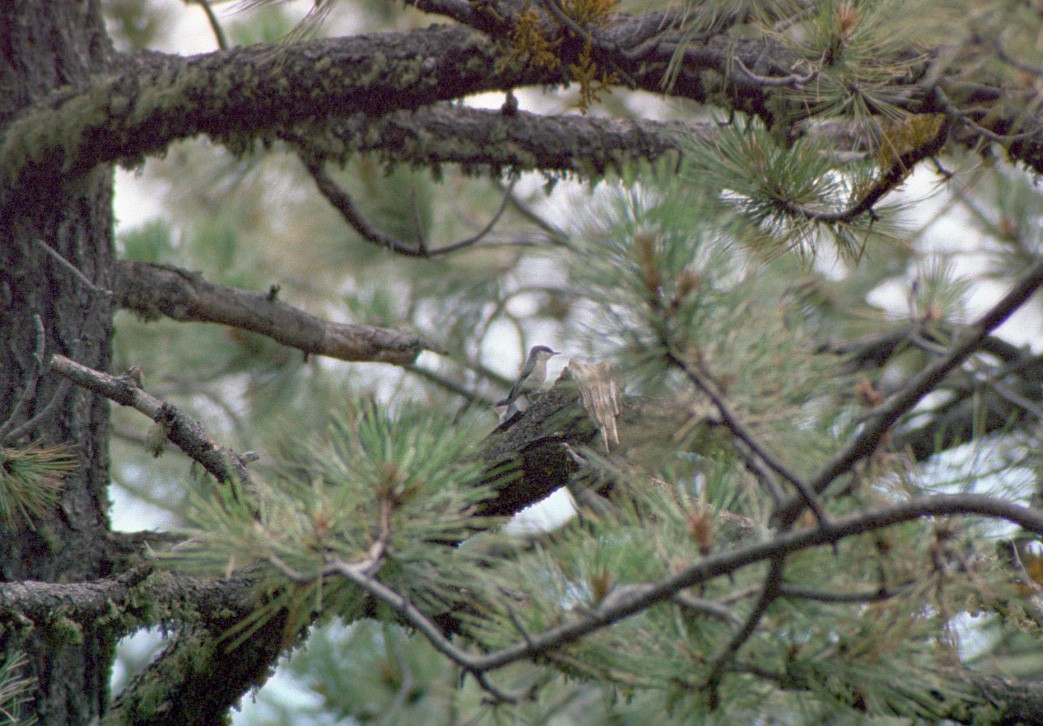 Pygmy Nuthatch - ML648467380