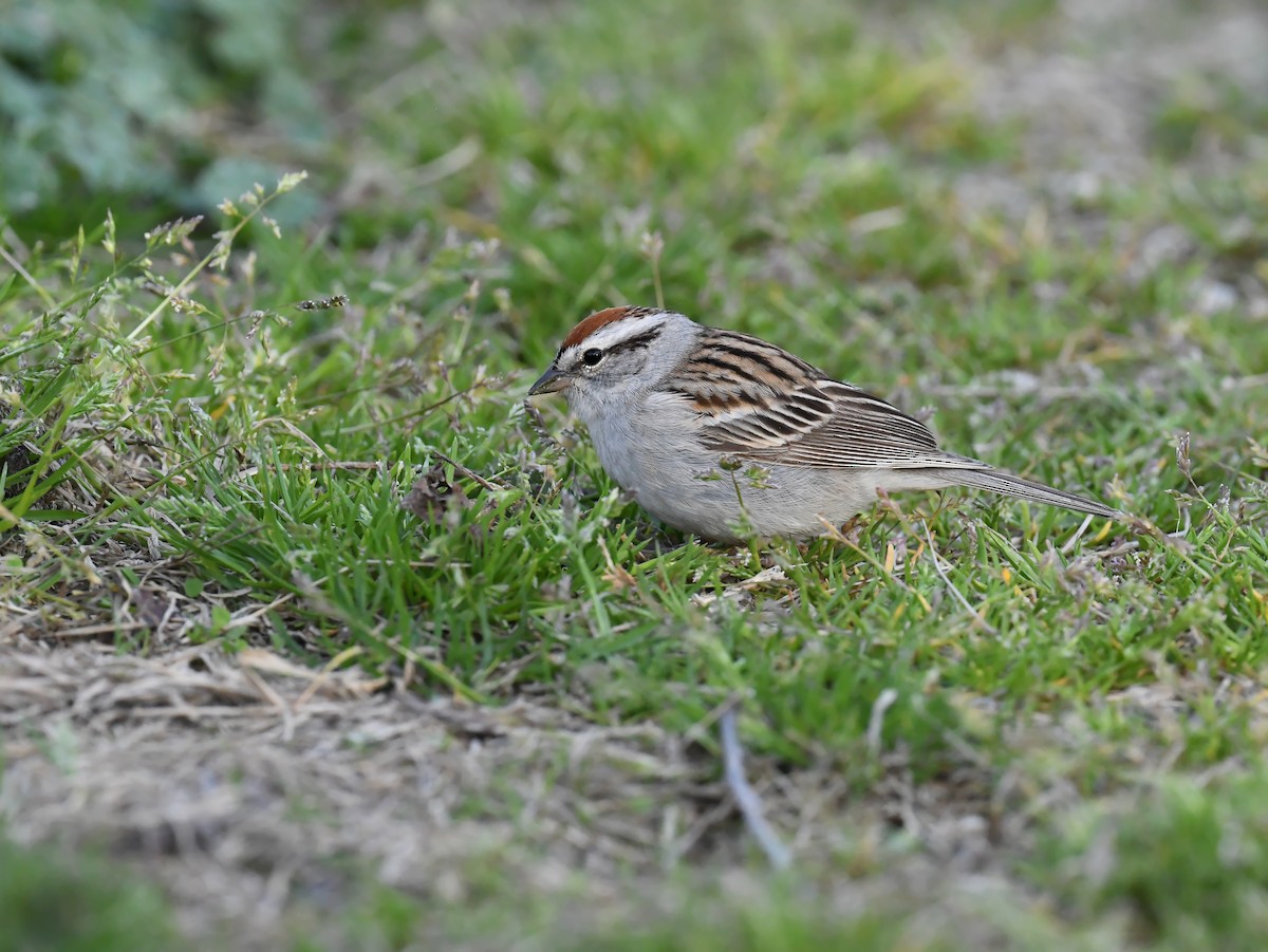 Schwirrammer - ML648467712