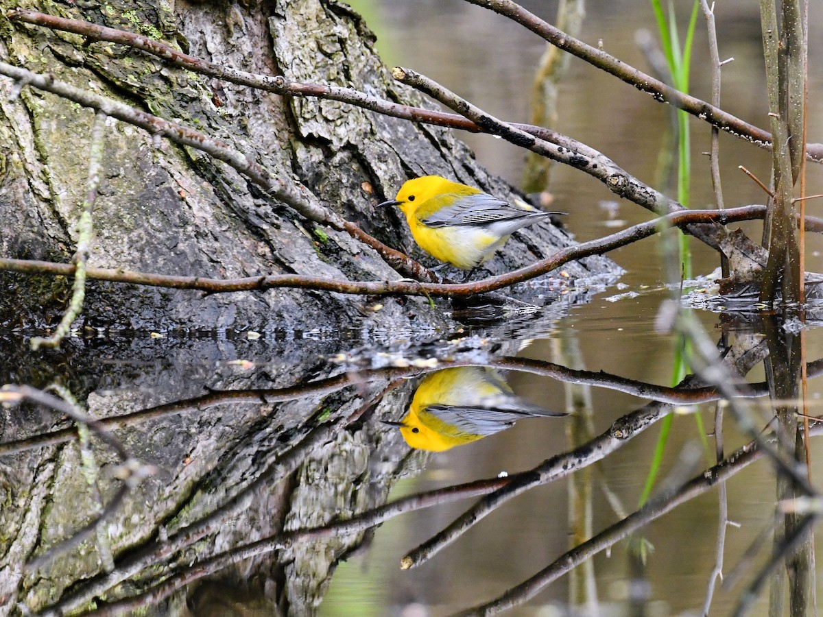 Zitronenwaldsänger - ML648467733