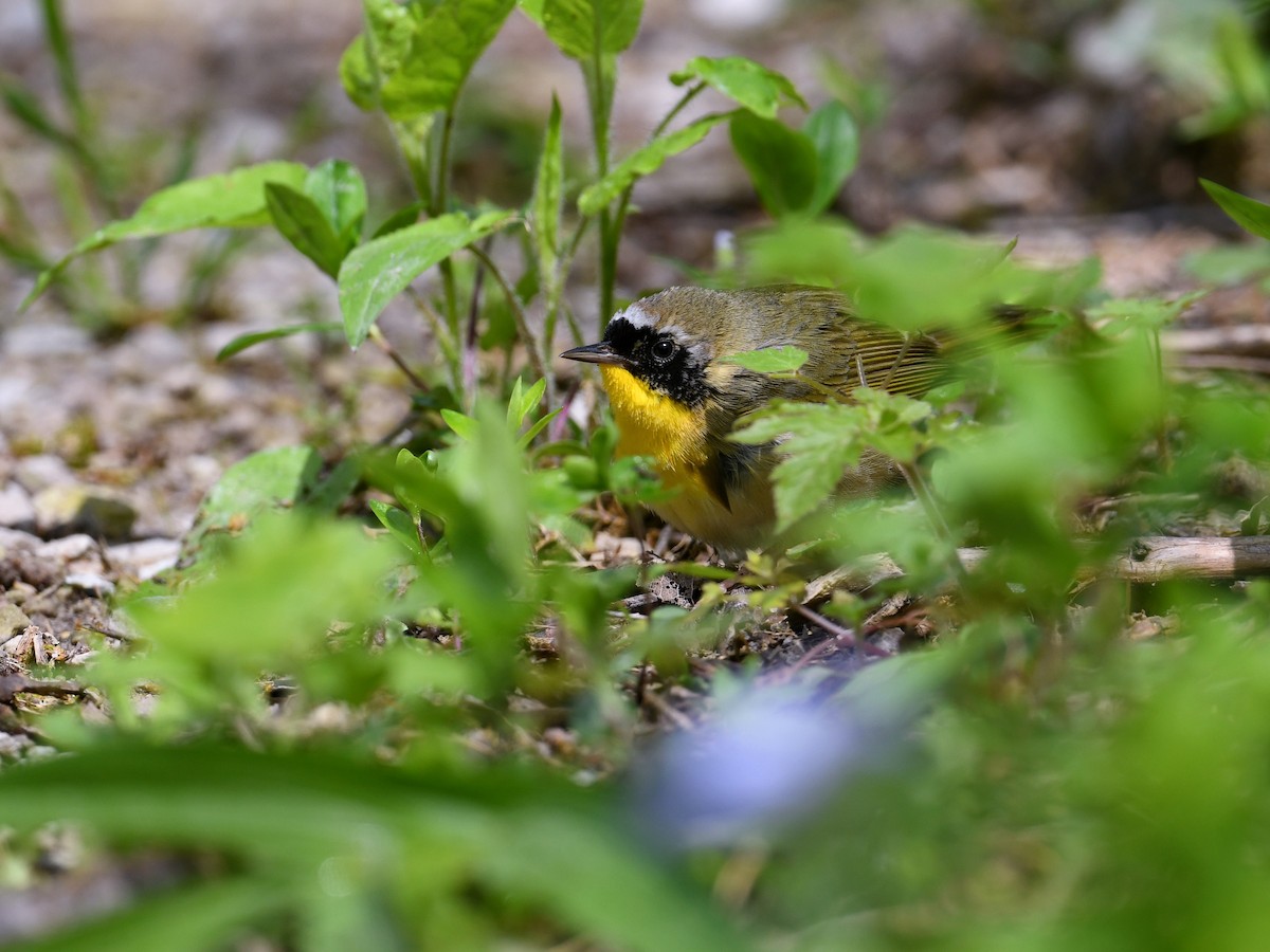 Weidengelbkehlchen - ML648467740