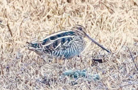 Agachadiza de Wilson - ML648467888