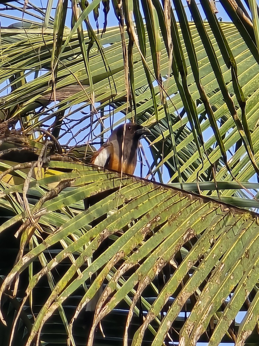 Rufous Treepie - ML648468244