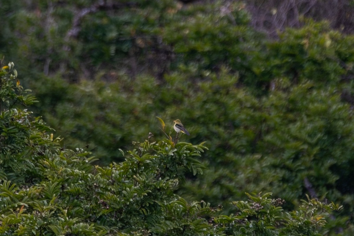 Scarlet Tanager - ML648468447