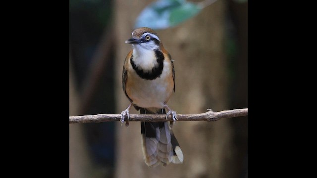 Lesser Necklaced Laughingthrush - ML648469092