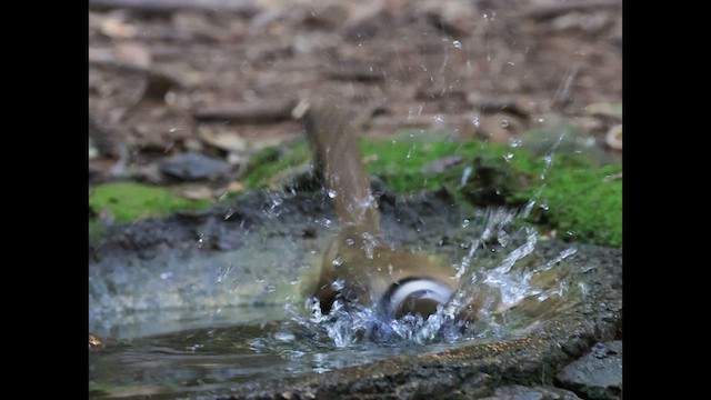 Lesser Necklaced Laughingthrush - ML648469093