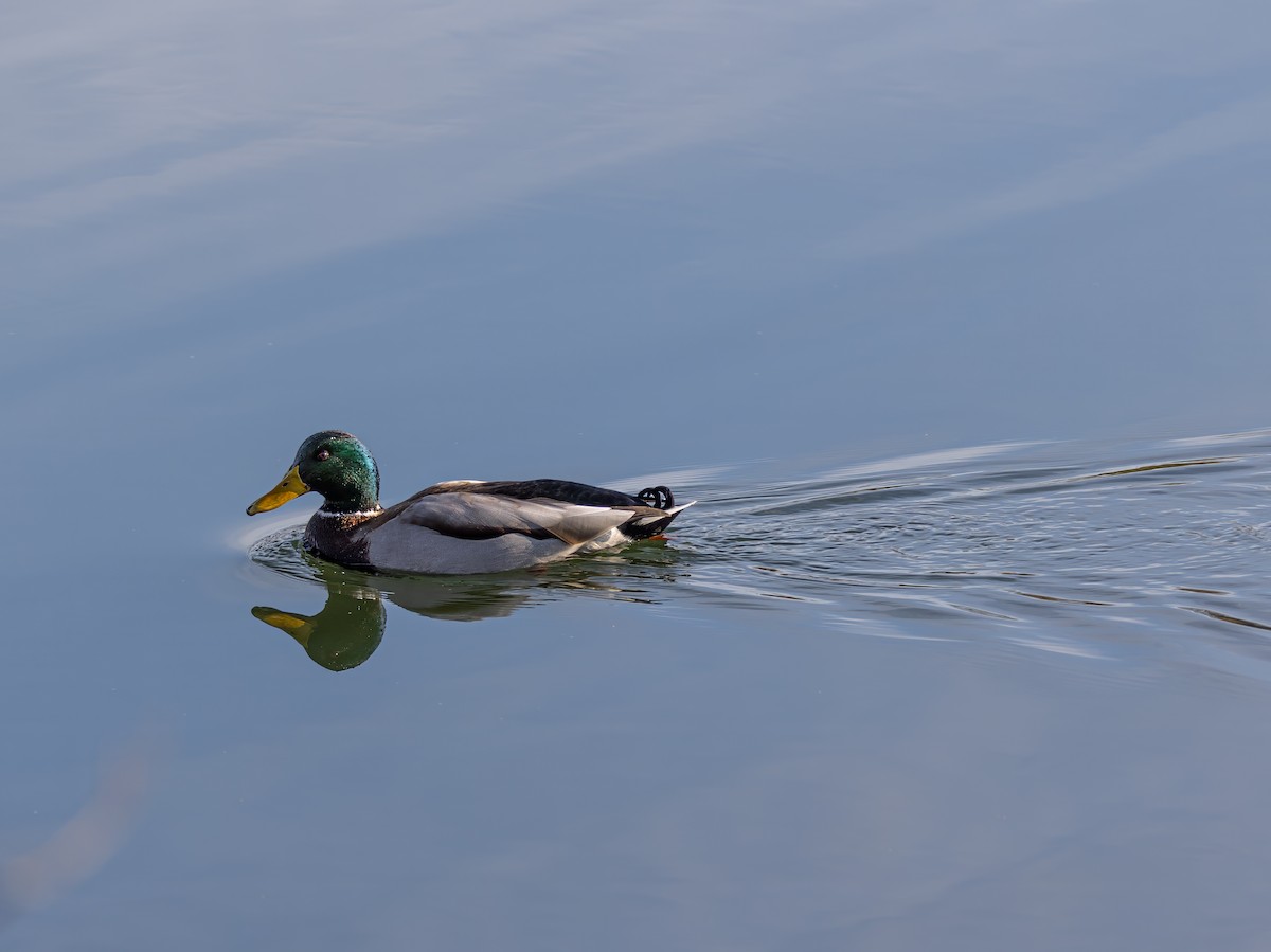 Mallard - ML648469151