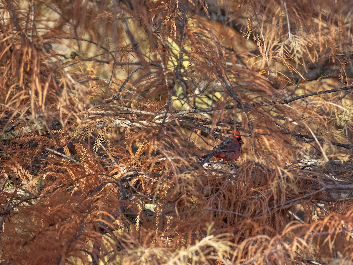 Northern Cardinal - ML648469408