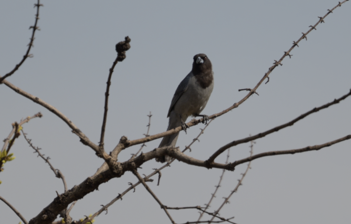 Black-faced Tanager - ML648469439