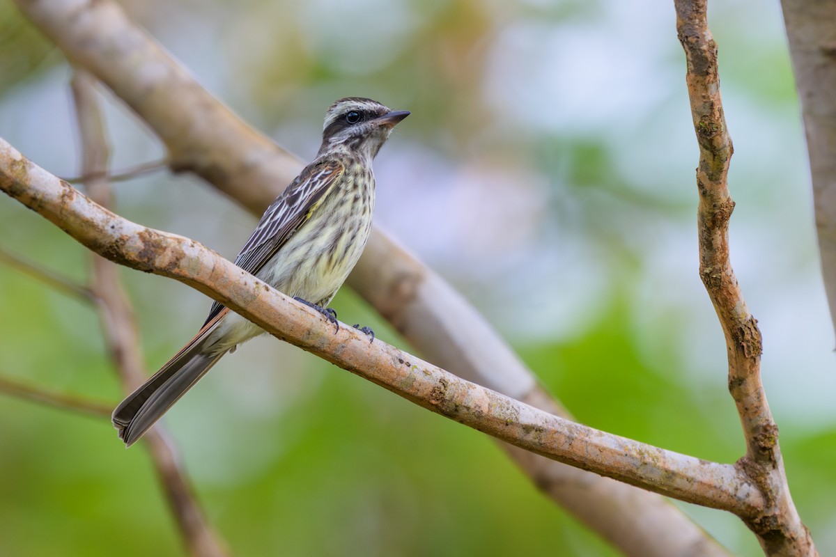 Variegated Flycatcher - ML648469485