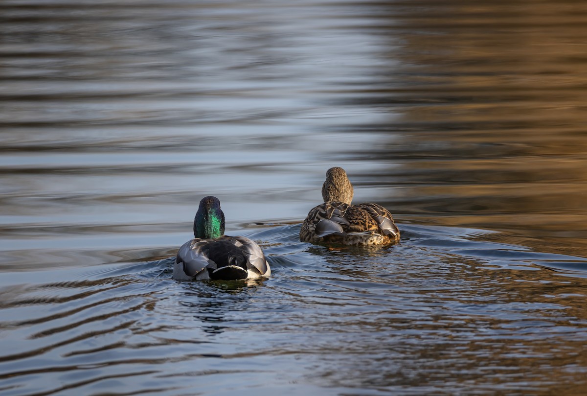 Mallard - ML648469622