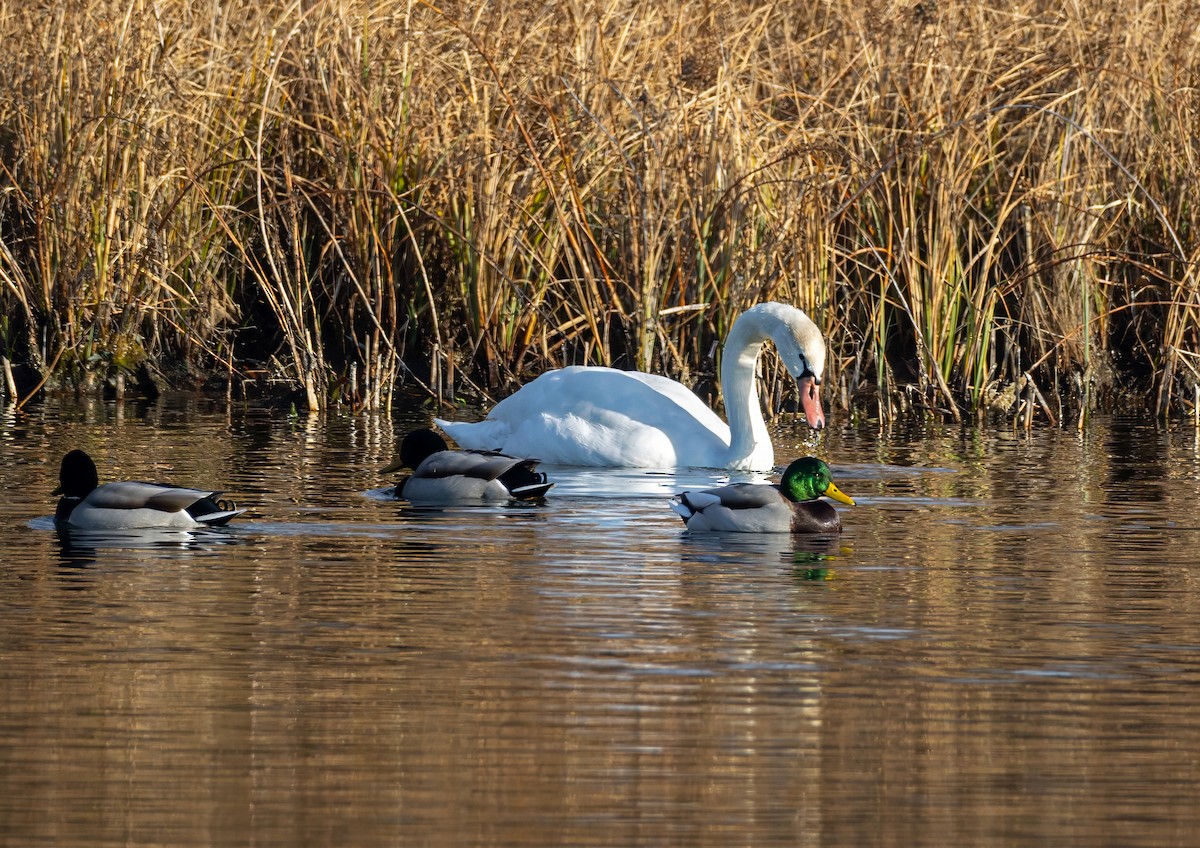 Mute Swan - ML648469986