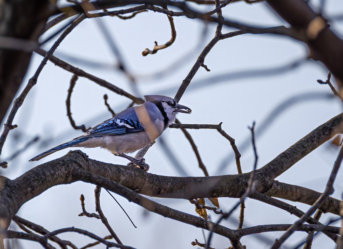 Blue Jay - ML648470233