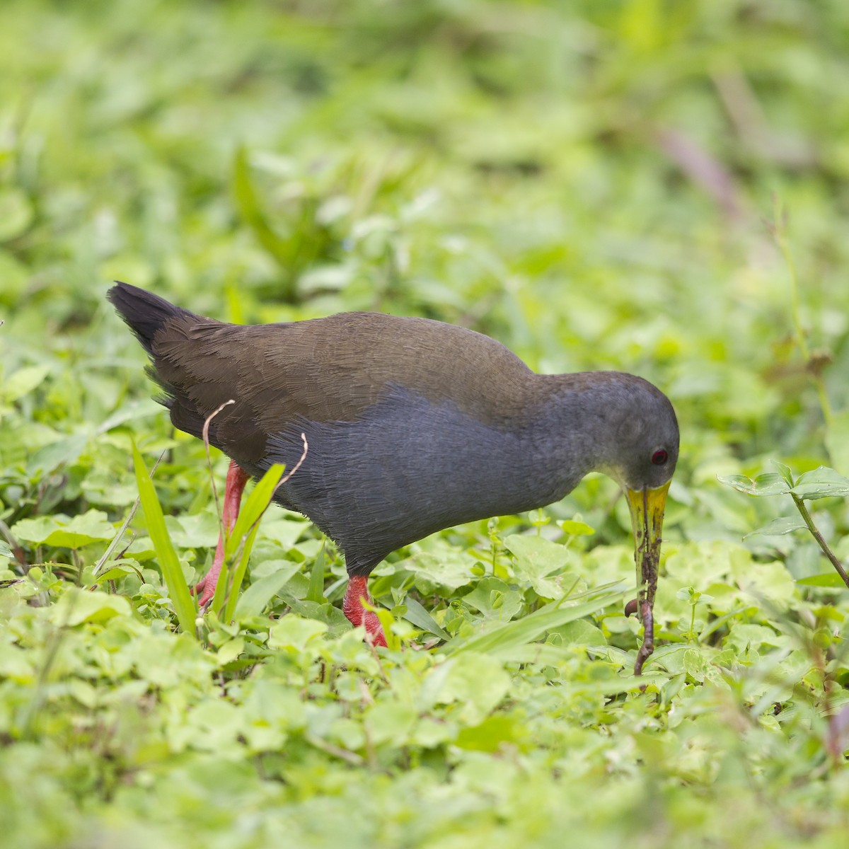 Blackish Rail - ML64847061