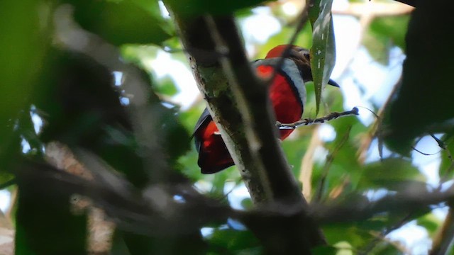 pita papuánská - ML648471321