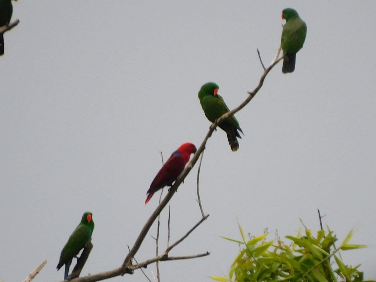 Papuan Eclectus - ML648471445