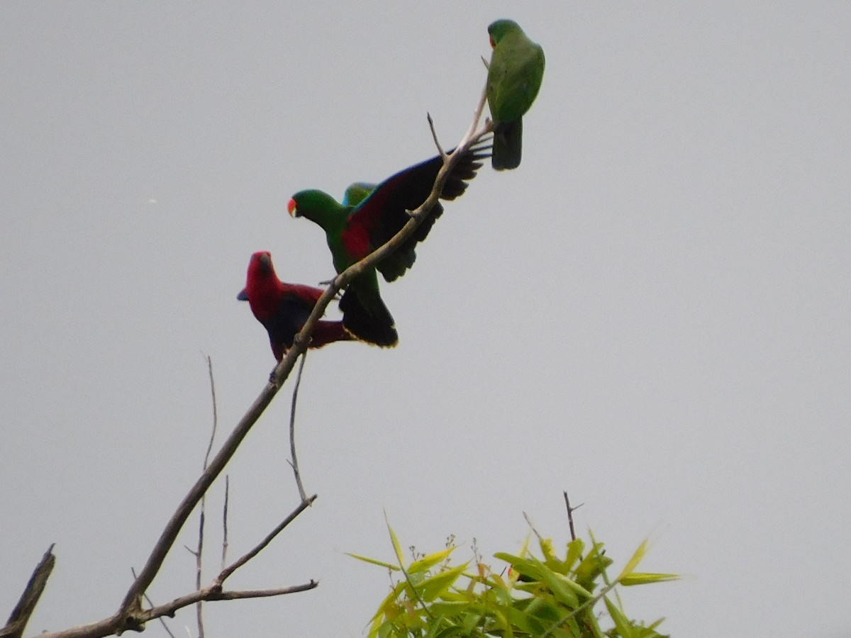 Papuan Eclectus - ML648471446