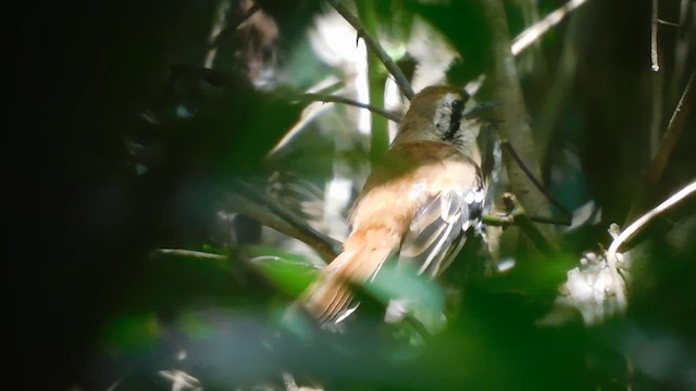 キタメグロヤブコマ - ML648471780