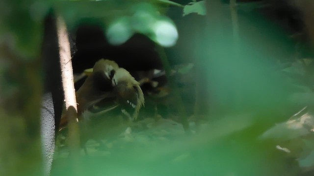 キタメグロヤブコマ - ML648471781