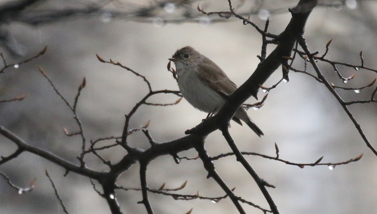 Taigako euli-txoria - ML648471819