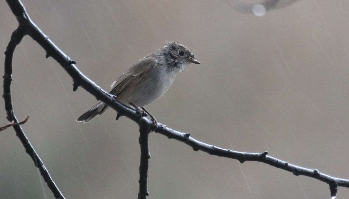 Taigako euli-txoria - ML648471821