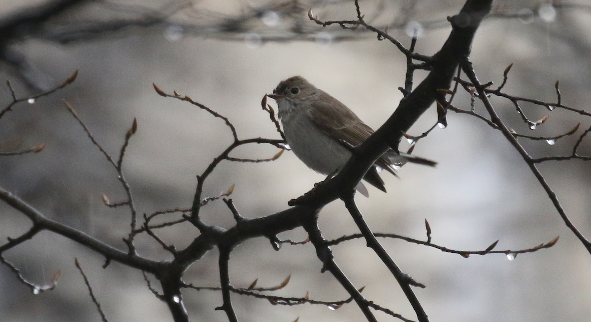 Taigako euli-txoria - ML648471822