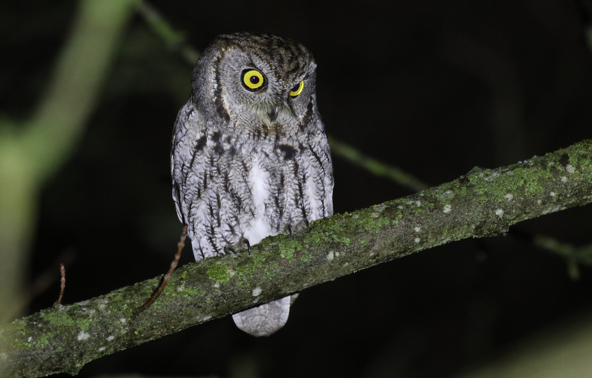 Western Screech-Owl - ML648471936
