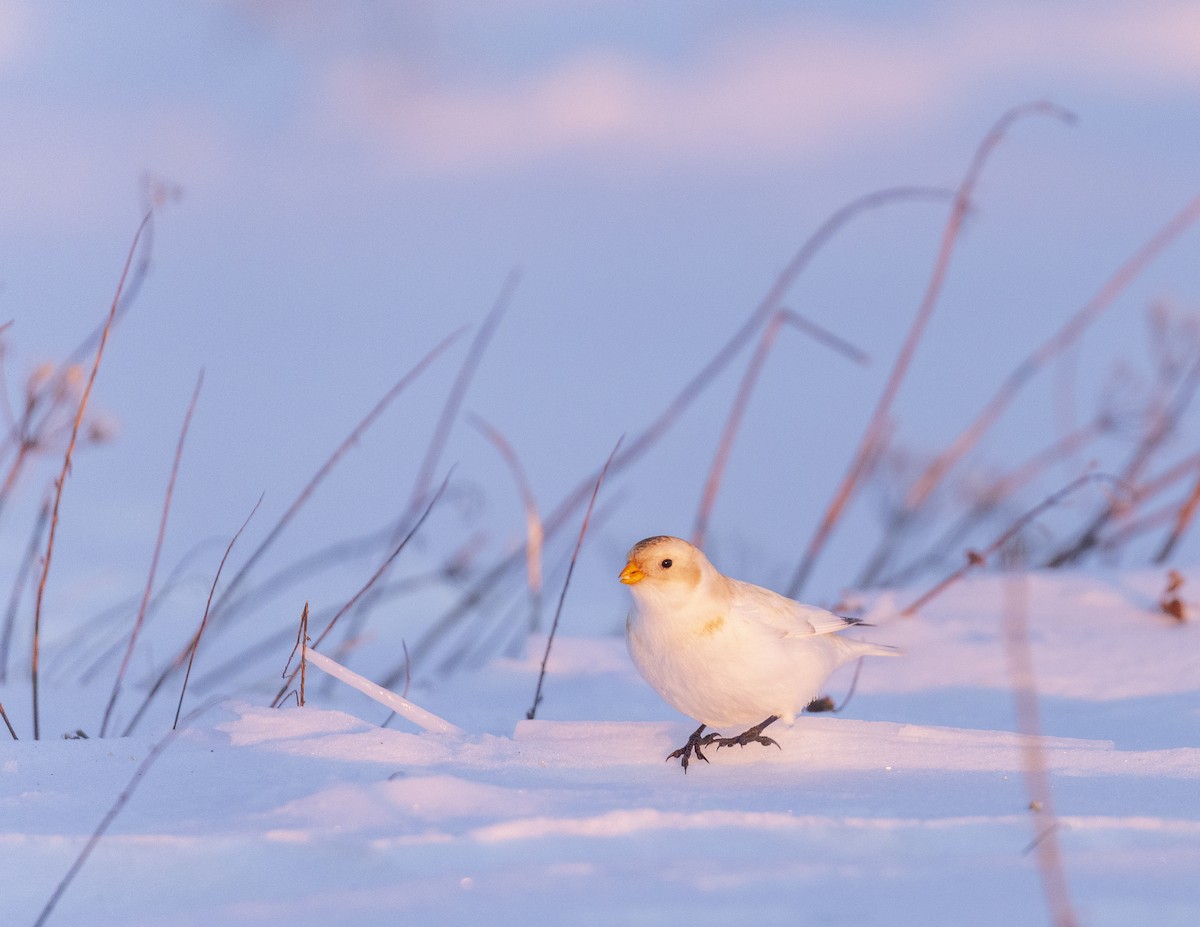 McKay's Bunting - ML648471946