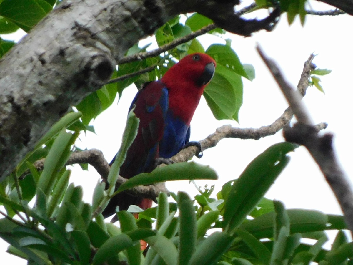 Papuan Eclectus - ML648471968