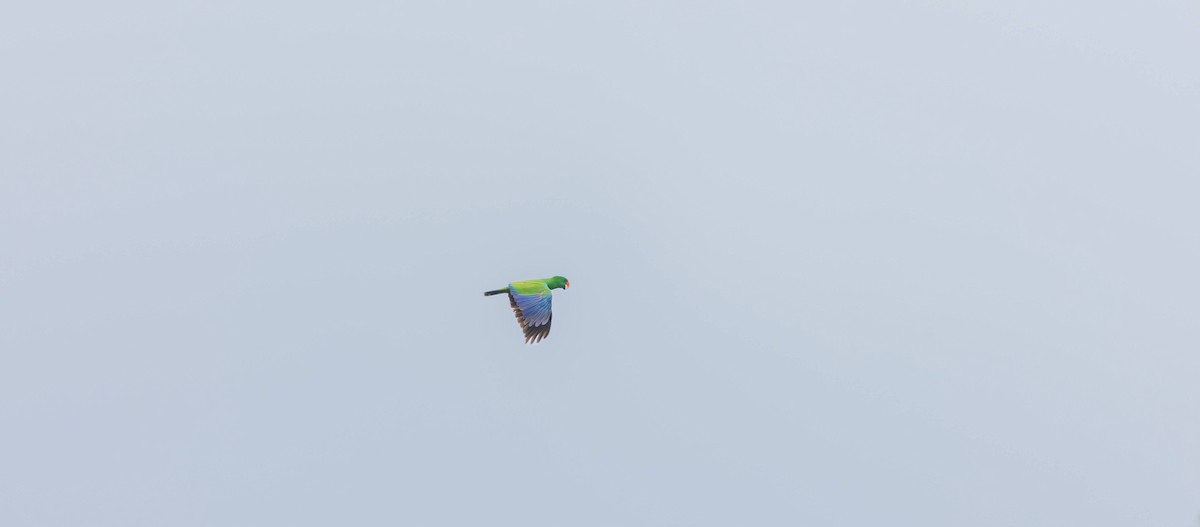 Papuan Eclectus - ML648472470