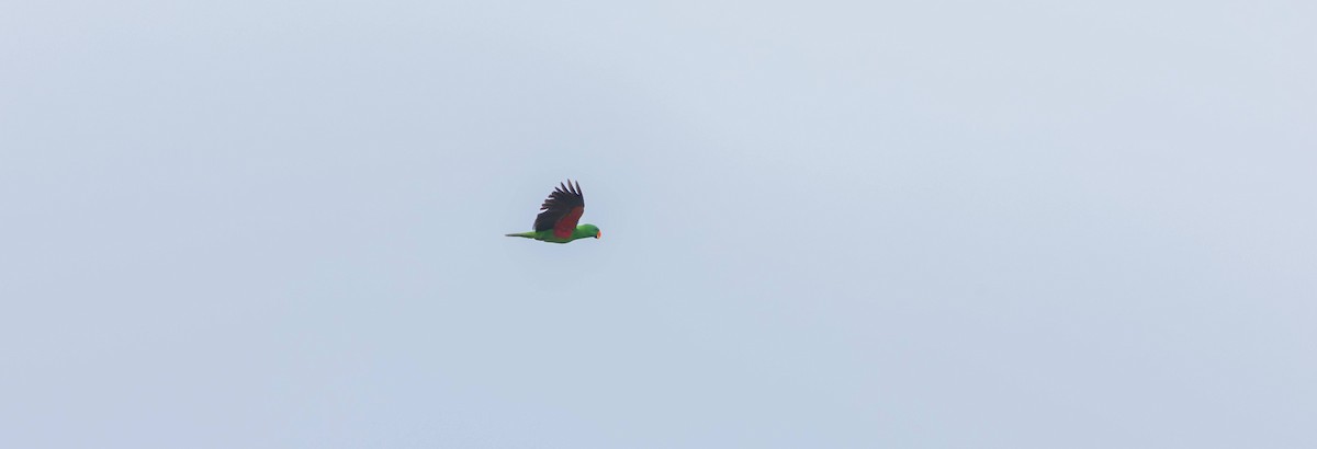Papuan Eclectus - ML648472471