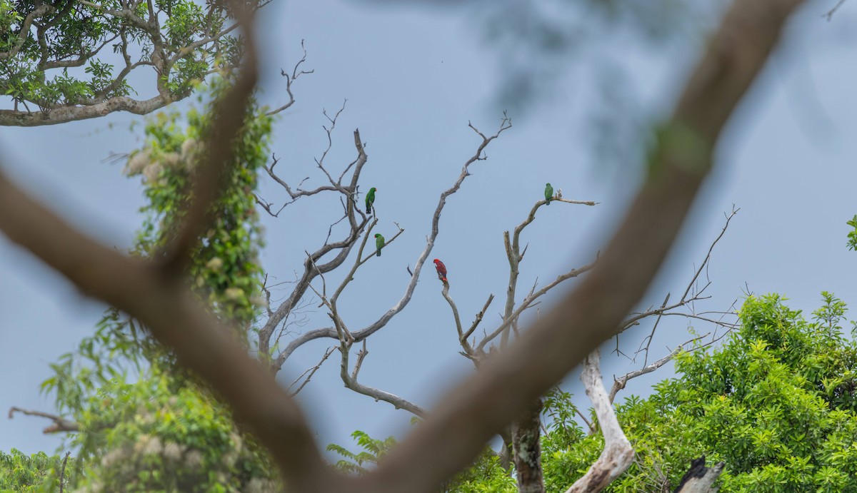 Papuan Eclectus - ML648472553