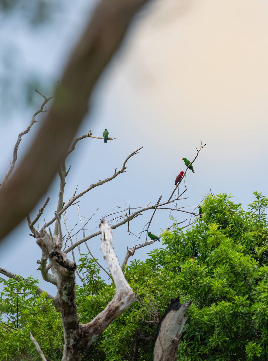 Papuan Eclectus - ML648472554
