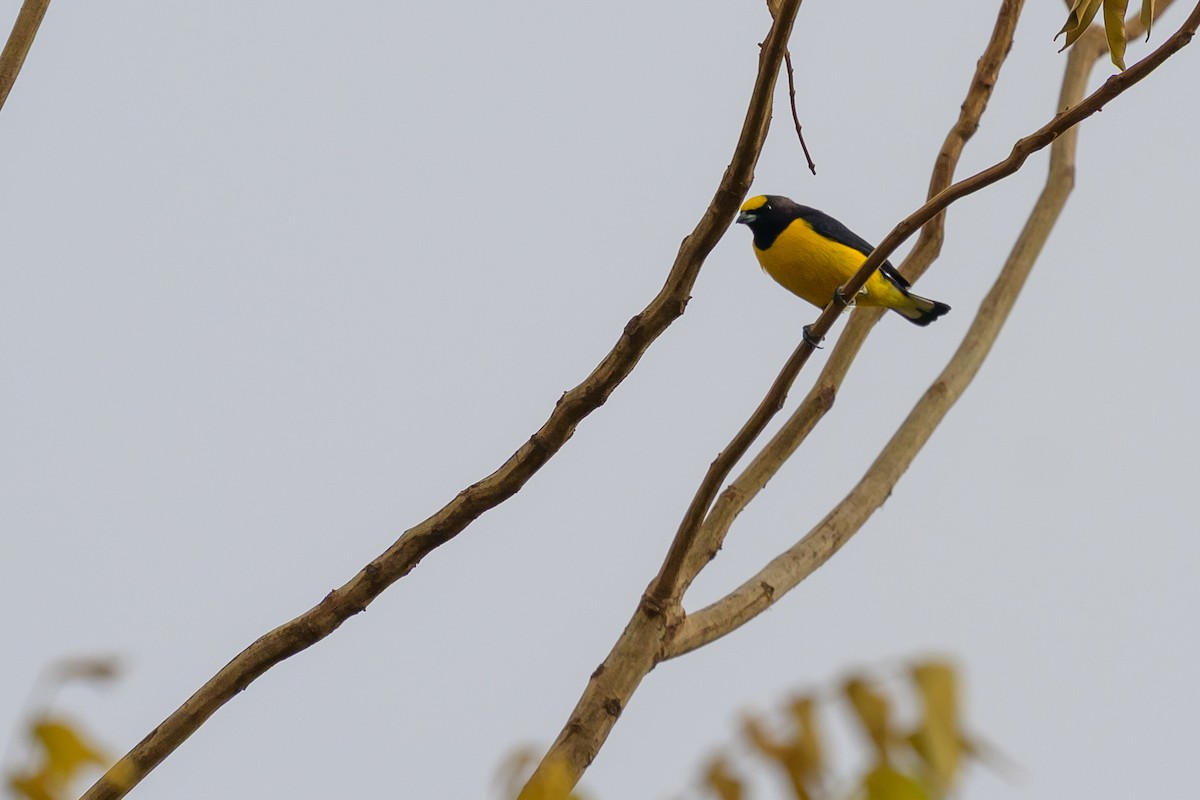 Purple-throated Euphonia - ML648472816