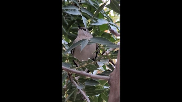 Moqueur polyglotte - ML648473847