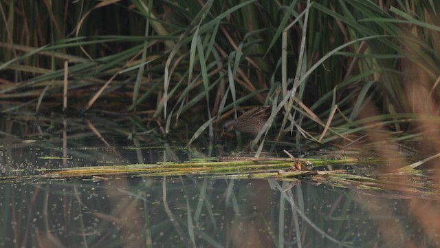 Spotted Crake - ML648473900