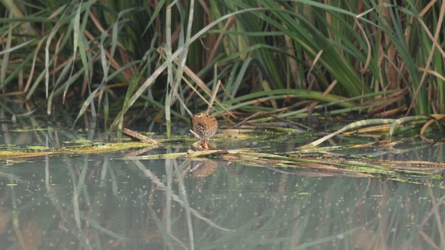 Spotted Crake - ML648473905
