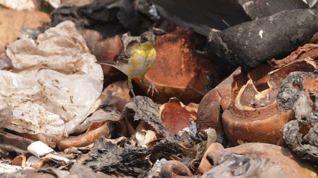 Western Yellow Wagtail - ML648473915