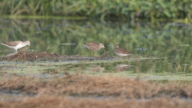 Wood Sandpiper - ML648473946