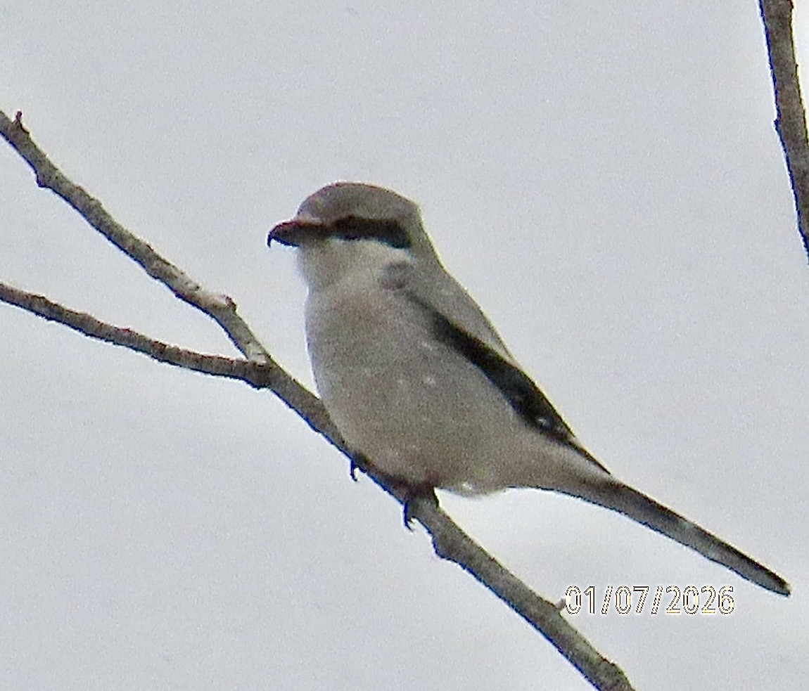 Northern Shrike - Brian Iverson