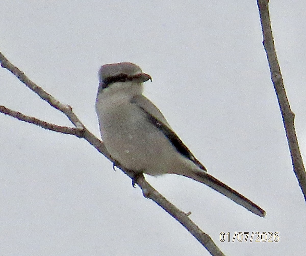 Northern Shrike - ML648473948
