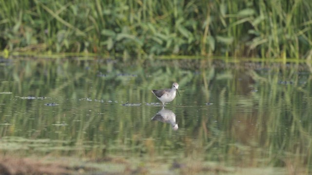 Marsh Sandpiper - ML648473953