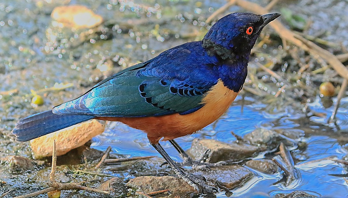 Hildebrandt's Starling - ML648474442