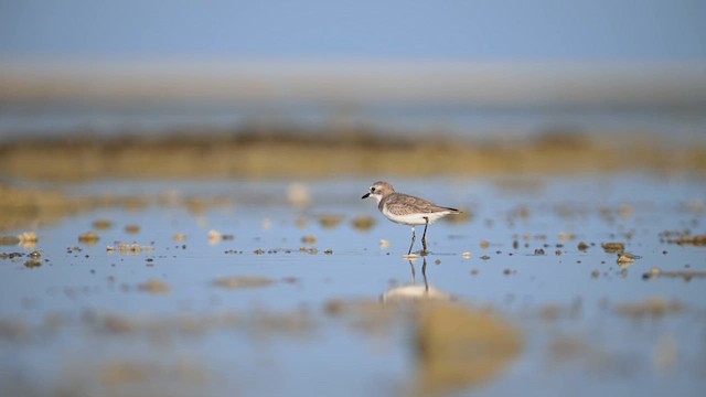 Tibetan Sand-Plover - ML648474572