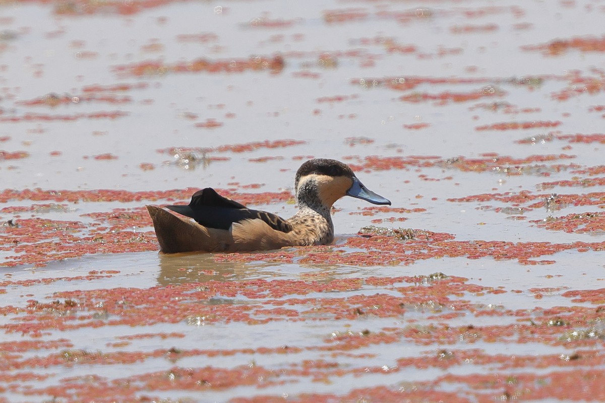 Sarcelle à bec bleu - ML648475195