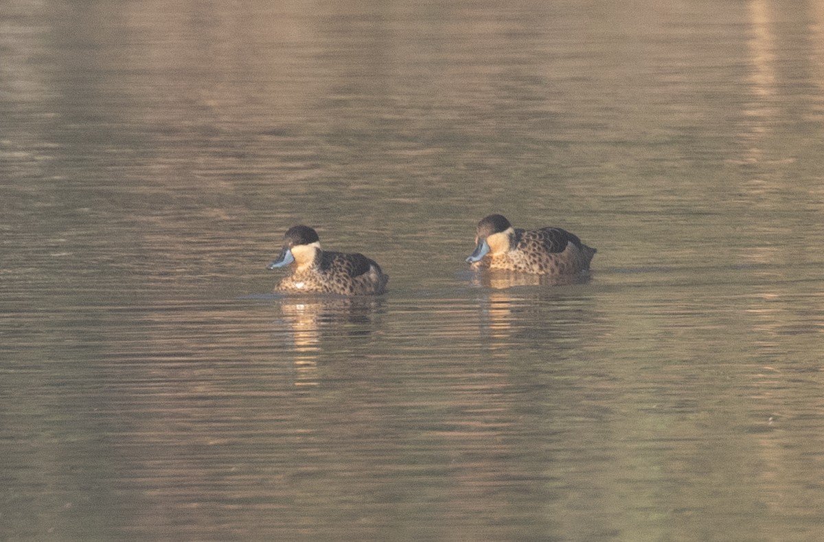 Sarcelle à bec bleu - ML648475354