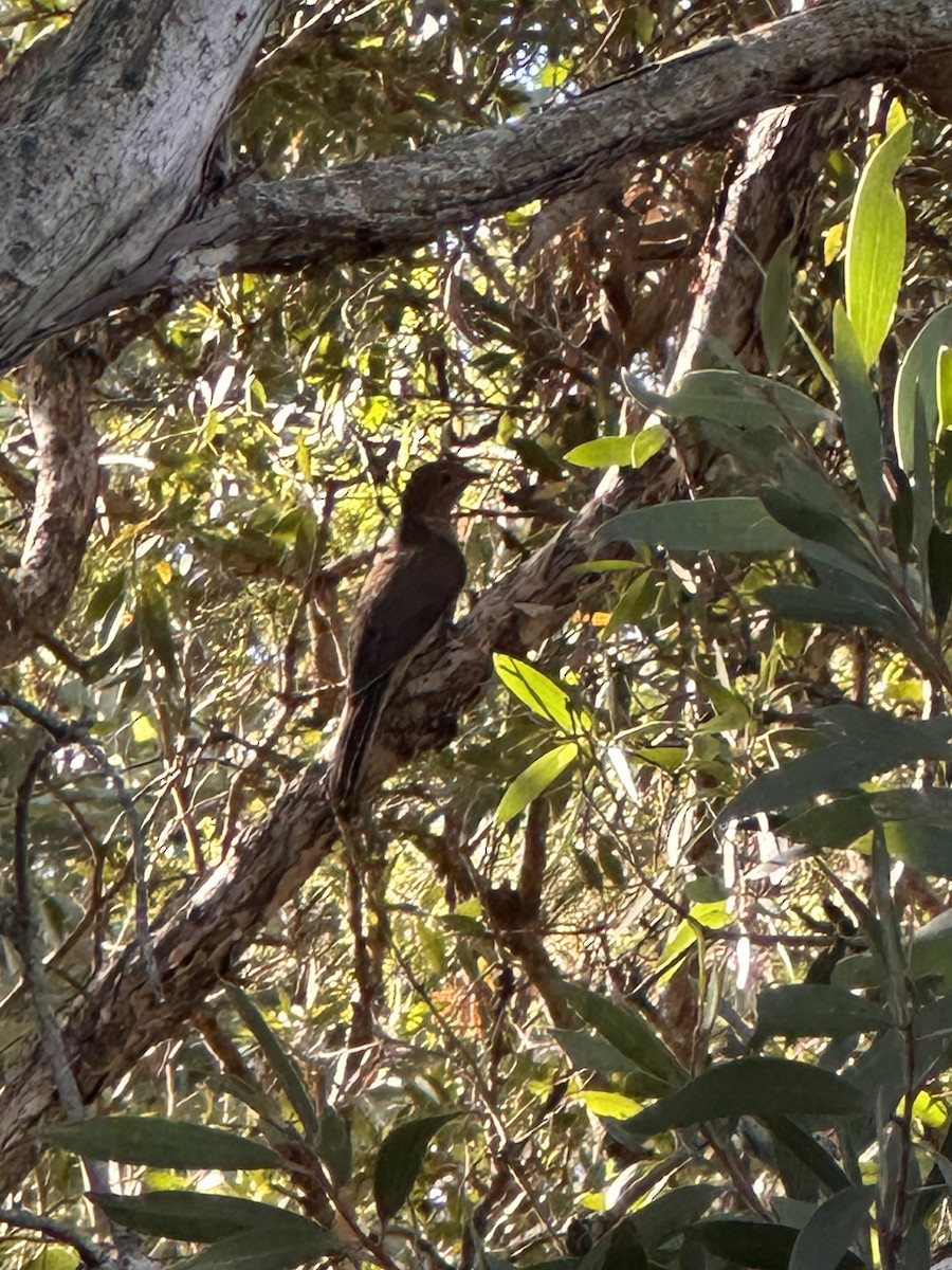 Fan-tailed Cuckoo - ML648475963