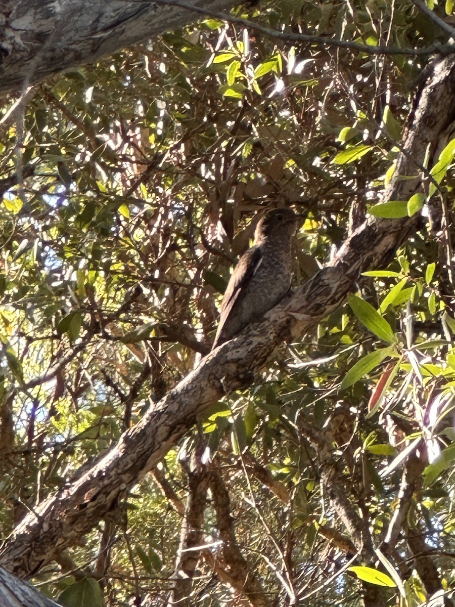 Fan-tailed Cuckoo - ML648475964